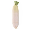 Củ cải trắng trồng tự nhiên